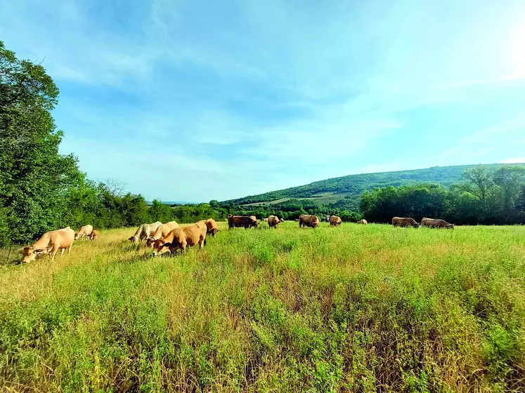 Durant la période qui précède la reprise de l’exploitation, Sylvain investit l’argent qu’il gagne dans son futur cheptel de vaches Aubrac. 