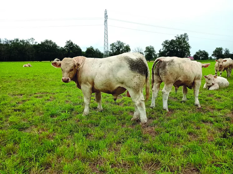 L'Earl de la Motte-Mourgon à Magnet dans l'Allier présentera une trentaine d'animaux à vendre âgés de 10 à 11 mois.