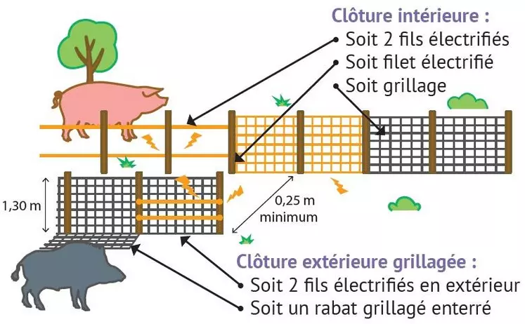 Dans le cadre de l’arrêté ministériel du 16 octobre 2018, depuis le 1er janvier 2021, tous les détenteurs de suidés doivent avoir mis en place un système de protection autour de la zone d’élevage empêchant toute intrusion et contact avec des sangliers sauvages. Plusieurs dispositifs de clôture sont autorisés.