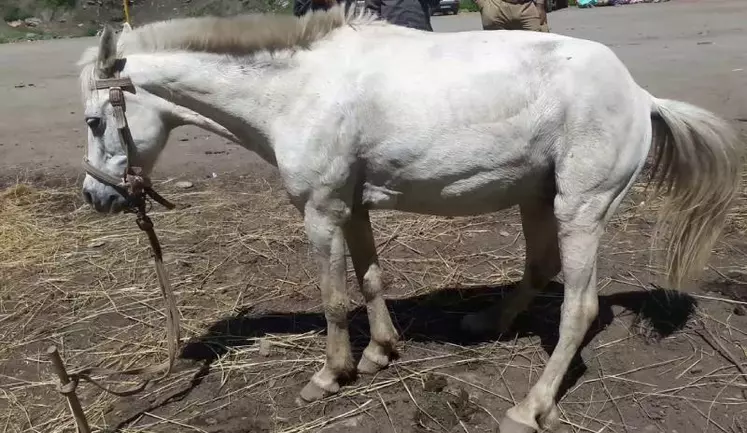 On observe les signes caractéristiques du tétanos : raideur généralisée, port de la queue relevé, oreilles dressées vers l’arrière. Le cheval est une des espèces les plus sensibles à cette maladie.