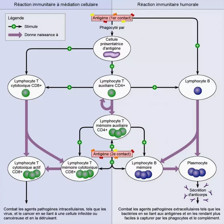 Le système immunitaire s’appuie sur une immunité innée, qui identifie les agents pathogènes, et une immunité acquise avec un volet cellulaire et un volet humoral. Grâce à des mécanismes de mémoire, la réponse est plus rapide en cas de nouvelle agression, c’est ce qui est mis en œuvre avec la vaccination.