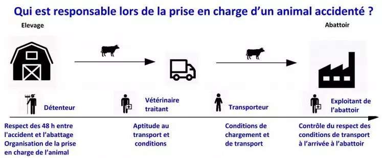 Éleveur, vétérinaire sanitaire, transporteur, vétérinaire de l'abattoir, tous ont un rôle et une responsabilité dans le processus de décision et de transport d'un animal accidenté.