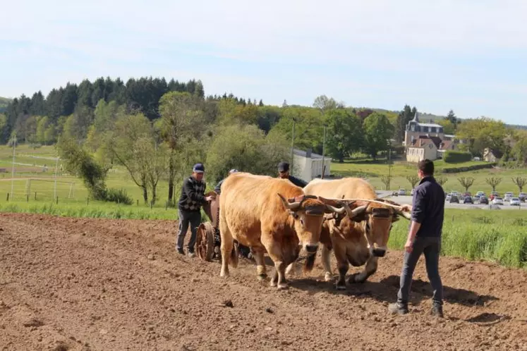 Cette année bœufs, chevaux et ânes ont assisté les planteurs.