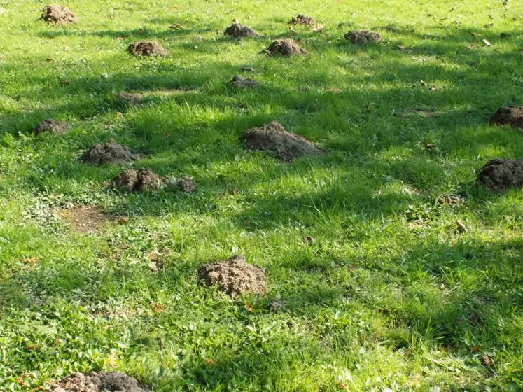 La taupe, par la formation de taupinières, entraîne des pertes de production accompagnées de risques sanitaires. Associant conditions météorologiques (humidité), environnementales (pousse de l’herbe) et biologiques (avant la phase de reproduction de la taupe), l’automne représente une saison propice d’intervention sous-utilisée.