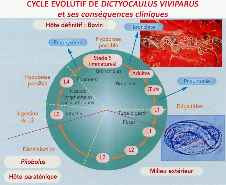 Le cycle évolutif est sans hôte intermédiaire. L’éclosion des œufs ayant eu lieu dans les voies respiratoires, ce sont des larves qui sont expulsées dans les fèces. La phase extérieure est rapide, il suffit de 2 à 3 semaines, en fonction des conditions de température et d’humidité, pour passer de l’élément éliminé dans les bouses (stade larvaire 1) à la forme infestante qui va être ingérée (stade larvaire 3). La dispersion des larves est accrue par la présence ...