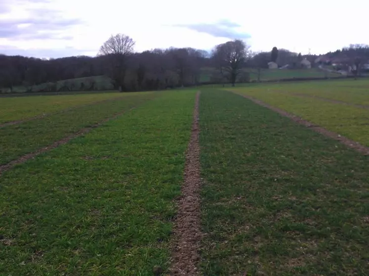 Effet du manque d’azote sur différentes variétés d’orge en sortie d’hiver.