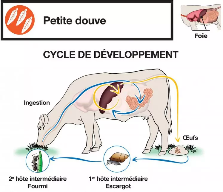 La petite douve présente un cycle original avec deux hôtes intermédiaires : un escargot terrestre puis une fourmi, on parle de cycle trixène.