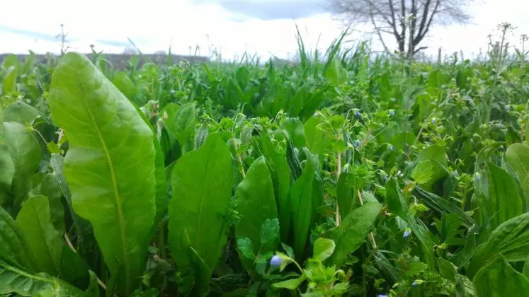 Les vertus antiparasitaires des plantes à tanins pâturées restent à démontrer.