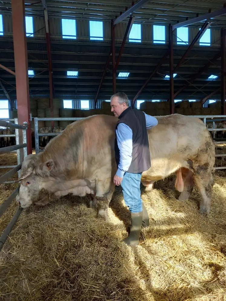 Patrick Bénézit élève des charolaises sur le Pierrefortais (Cantal).