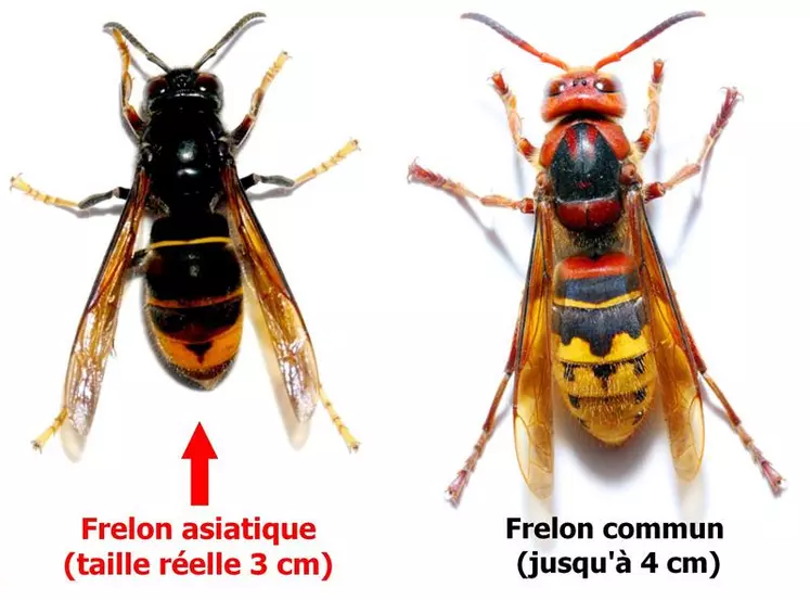 Le frelon asiatique est légèrement plus petit que le frelon commun, plus sombre et avec les pattes jaunes.