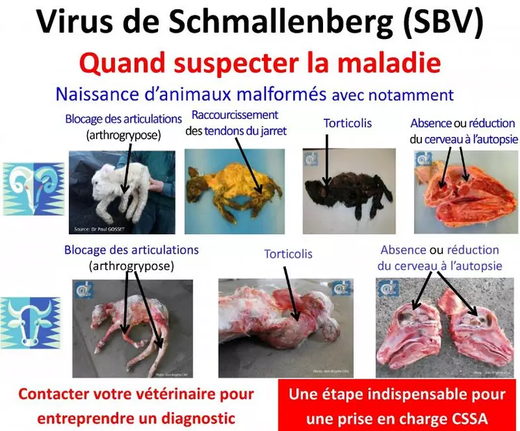 Tout agneau, veau ou chevreau, fœtus ou nouveau-né avec des malformations constitue une suspicion. Dans ce cas, il faut immédiatement contacter son vétérinaire sanitaire pour entreprendre un diagnostic. Cela représente une étape indispensable pour une éventuelle prise en charge par la CSSA.