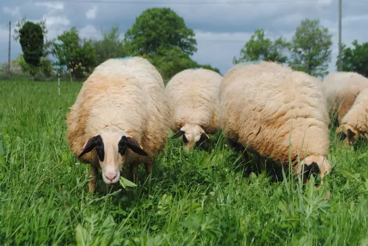 Un tiers d’herbe en plus sur les bonnes prairies avec des conditions climatiques favorables.