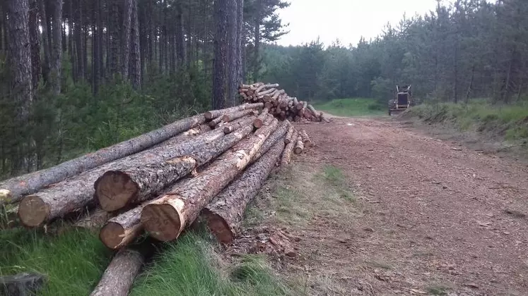 L'Office national des forêts a décidé de généraliser en 2020 la vente de bois en ligne.