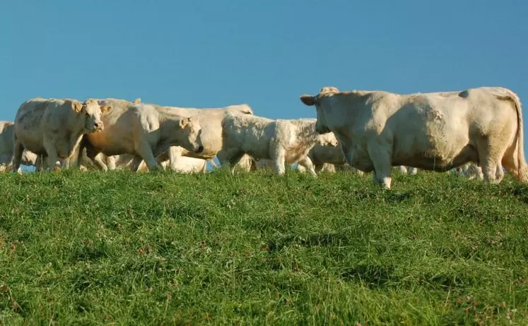 La mise à l’herbe induit des perturbations chez les ruminants. Le rumen renferme une population microbienne en équilibre avec ce que la vache mange, notamment fibrosité et composition chimique des aliments. Tout changement entraîne une modification de ces paramètres avec une perturbation de la population microbienne, d’autant plus forte que le changement de ration est important, et cela demande de 15 jours à 1 mois pour retrouver l’équilibre.