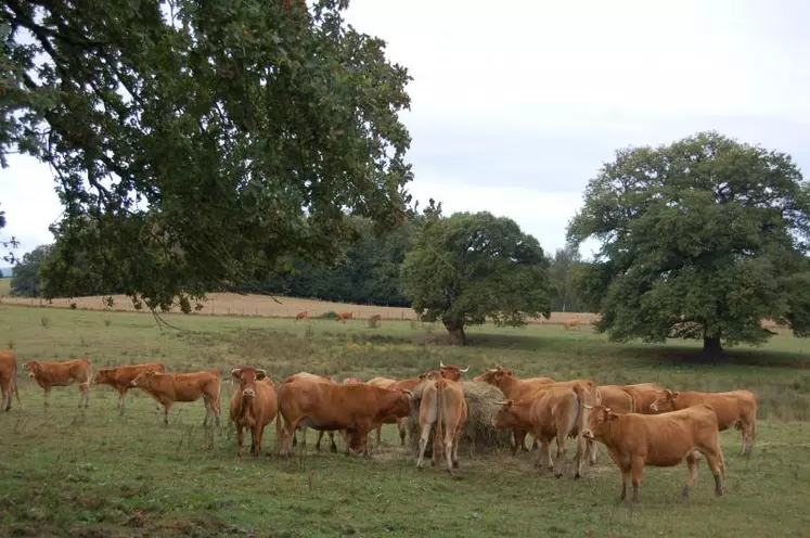 Très présents dans nos régions, les chênes contribuent à la beauté de nos paysages mais on ne doit pas oublier leur potentielle toxicité. Lors d’épisode de sécheresse, la complémentation en fourrage permet de limiter l’impact des glands, par dilution dans la ration, mais si quelques animaux sont repérés en permanence sous les chênes, la seule solution sera de les isoler dans une zone sans glands.