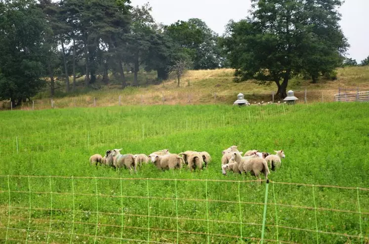 L’herbipôle concerne les ovins comme les bovins.