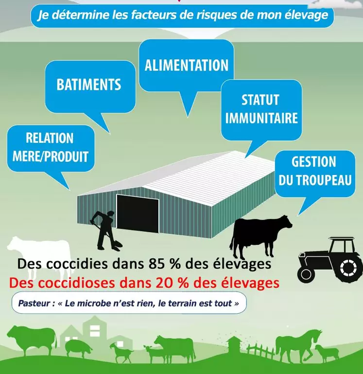 Les coccidies sont présentes dans 85 % des élevages avec des coccidioses dans seulement 20 %, d’où l’intérêt d’identifier les facteurs de risques présents au sein de votre troupeau qui favorisent la dynamique de contamination (augmentation de la pression infectieuse) et limitent le niveau de défenses immunitaires.