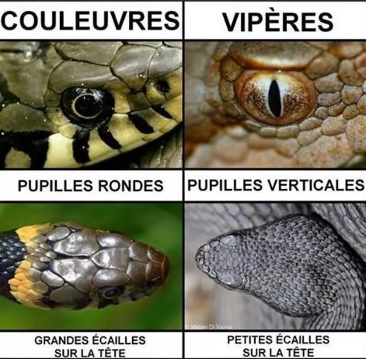 Avec un peu d’habitude, il est très facile de distinguer les couleuvres des vipères. Les vipères sont de petits serpents, de 60 à 80 cm de long, qui aiment les terrains secs et rocailleux. Parmi les signes distinctifs, la taille des écailles sur la tête mais surtout la forme de la pupille ; les vipères ont une pupille verticale, alors que les couleuvres ont une pupille ronde. En revanche, il ne faut pas se fier à la couleur, qui est très variable suivant les individus, ni à la ...