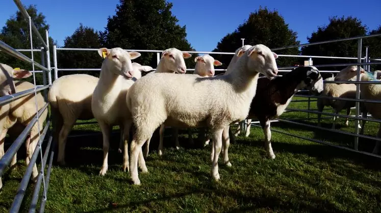 Les brebis limousines sont le socle de cette foire, ce lot a obtenu le premier prix.