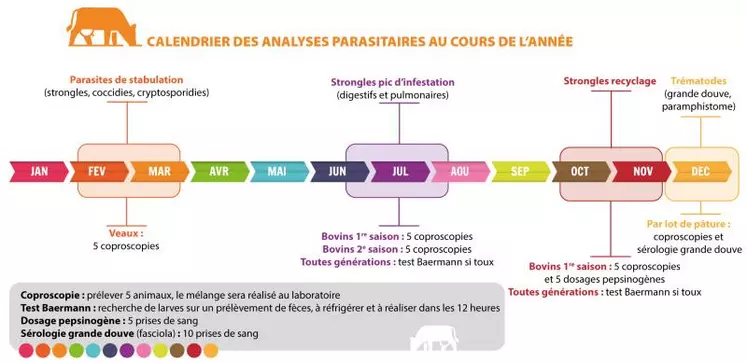 La période de stabulation est propice au développement de plusieurs parasites du veau : cryptosporidies, coccidies, ascaris, strongyloïdes... Le diagnostic passe par la recherche des oocystes ou des oeufs de nématodes dans les fèces, au moyen d'une coproscopie parasitaire. Ce n'est qu'une fois le diagnostic posé que l'on mettra en place le traitement.