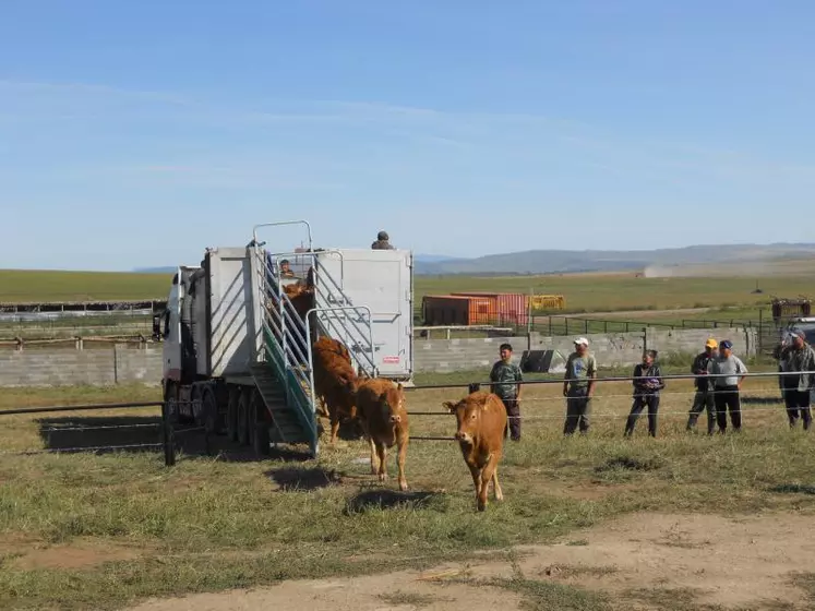 L'arrivée des animaux en Mongolie en 2011.