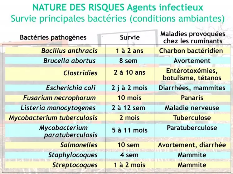 Ce tableau indique les principales bactéries responsables de maladies des ruminants susceptibles d’être accumulées dans les effluents d’élevage. À l’exception des formes sporulées, la durée des risques engendrés va de quelques jours à quelques mois. Cela nécessite des mesures de gestion des effluents (fumiers, lisier) mais également de désinfection des bâtiments.