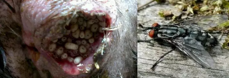 Wohlfahrtia magnifica est une mouche d’extérieur (ne rentre pas dans les bâtiments) larvipare (elle pond directement des larves infestantes, environ 100) soit aux abords des orifices naturels, espaces interdigités, plaies mais aussi peaux saines, soit sur les zones délainées. Ces larves s’implantent perpendiculairement à la plaie. La durée de son cycle est de 15 à 20 jours (5 à 7 jours sur l’animal puis la pupe tombe à terre).