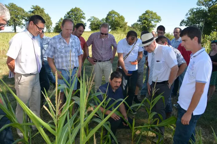 Les agriculteurs ont montré au préfet et aux élus l’état d’une parcelle de maïs, fortement dégradée par la sécheresse.
