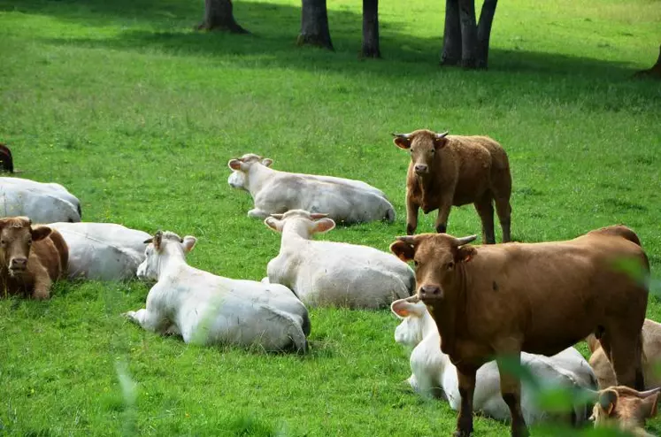 L’image authentique des prairies du Massif central, un argument de vente que souhaite mettre en valeur la profession agricole.