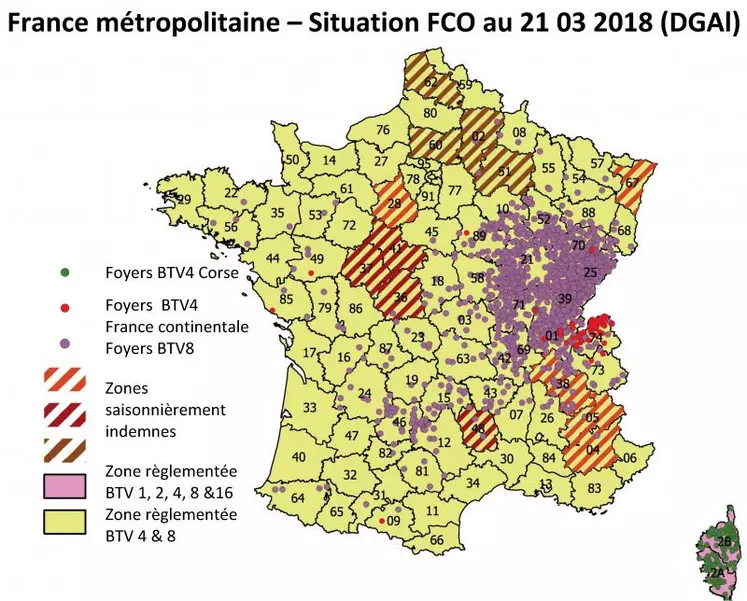 En France continentale, 1 852 foyers de BTV8 ont été enregistrés depuis le 24/05/2017 (début de la 3e saison de FCO), dont 439 depuis le 01/01/2018, la plupart détectés lors de mouvements d’animaux, 121 foyers cliniques ont été recensés entre le 16/08/2017 et le 01/03/2018. Pour le BTV4, ce sont 97 foyers identifiés dont 20 depuis le 01/01/2018. Pour la Corse, depuis le premier foyer confirmé en décembre 2016, 262 foyers sont comptabilisés dont 55 foyers cliniques (52 ...