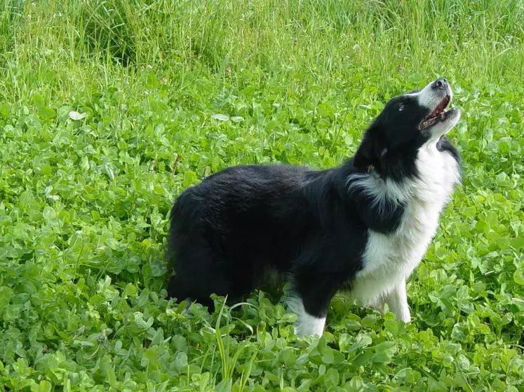 Le dressage est une étape incontournable pour faire de votre chien un parfait partenaire de travail. En participant à une formation « Éducation et dressage du chien de troupeau » organisée près de chez vous, votre chien progressera vite et son utilisation sur troupeau se fera de manière efficace et en toute sécurité.