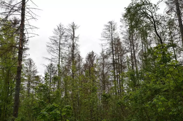 Les arbres ou parties de houppier attaqués par le scolyte dépérissent et les aiguilles deviennent rouge-brun.