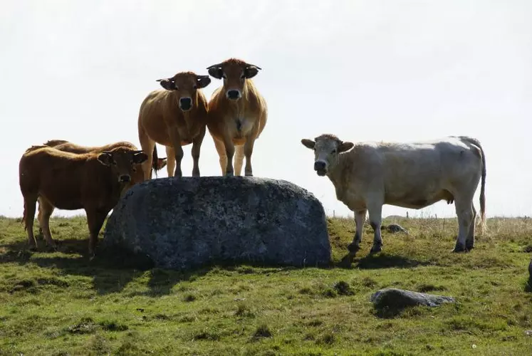 La production a diminué en France en 2012. Les abattages ont reculé de 5% et ils devraient accuser une nouvelle baisse de l’ordre de 2% en 2013.