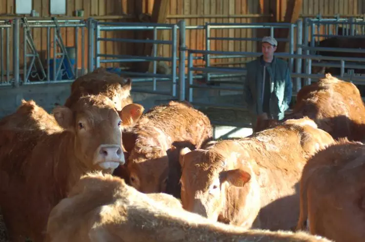 Une note d’état supérieure à 2,5, une luminosité suffisante, de la stabulation libre, la présence du taureau… constituent autant d’éléments favorables à la reprise de la cyclicité chez la vache après le vêlage. Une observation stricte de ses vaches du vêlage à deux mois après la saillie ou l’insémination s’avère cruciale pour une bonne gestion de la reproduction de son troupeau.