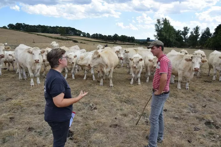 En Saône-et-Loire, plusieurs éleveurs expérimentent le report d’herbe sur pied pour s’adapter à la sécheresse. Ici chez Pierre-Etienne Fuet à Ciry-le-Noble.