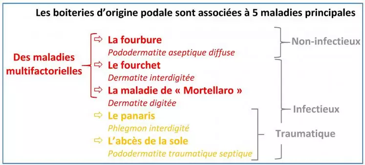 Les pathologies podales des bovins sont nombreuses, avec des causes multiples, seule une bonne connaissance permet de les gérer au mieux.