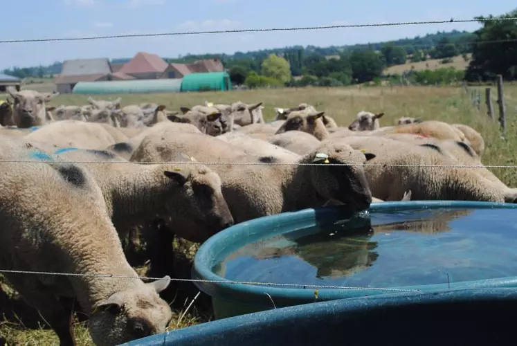 À l’herbe comme en bergerie, des abreuvoirs propres.