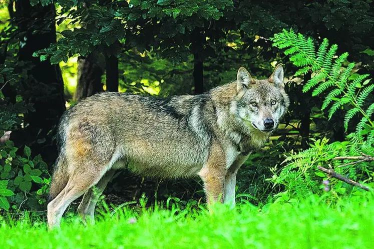 L’Association française des journalistes de l’agriculture et de l’alimentation (AFJA) a organisé le 18 avril au ministère de l’Agriculture, une table-ronde sur le thème « Le loup : menaces ou opportunités pour le pastoralisme ? ».