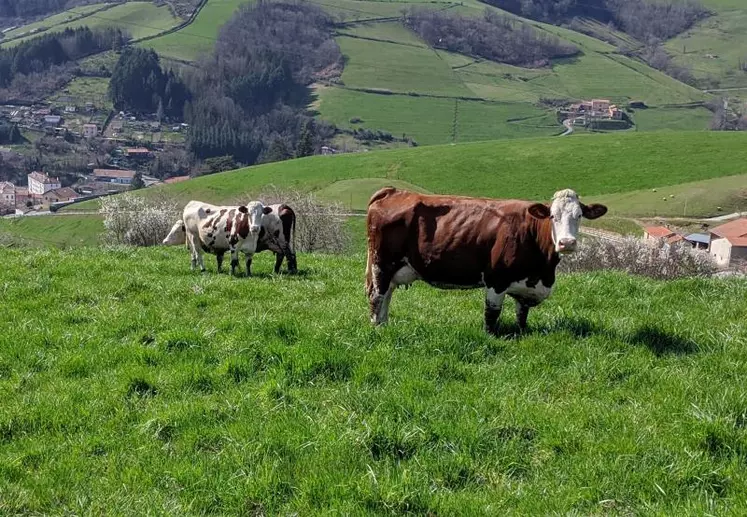 Dans un communiqué le 30 mars, la FNPL appelle les producteurs de lait à « prendre part à l’effort collectif pour lisser les volumes de lait dus au pic printanier annuel et à la mise à l’herbe des troupeaux ».