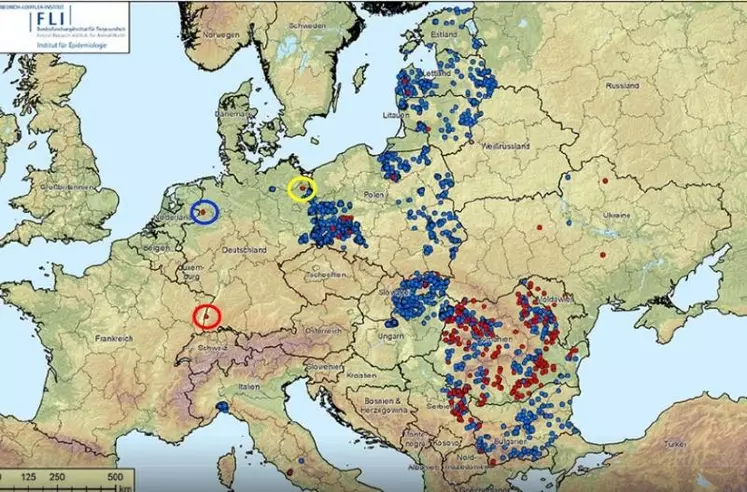 La diffusion de la maladie se fait suivant deux modalités bien distinctes :
- Progression liée aux déplacements de sangliers infectés dans les zones contaminées.
- Apparition de foyers dans des zones saines, le plus souvent liée à des activités humaines (distribution, volontaire ou involontaire, de déchets carnés contaminés ou à des contacts avec des supports contaminés). Cerclés, les 3 derniers foyers en élevage en Allemagne.