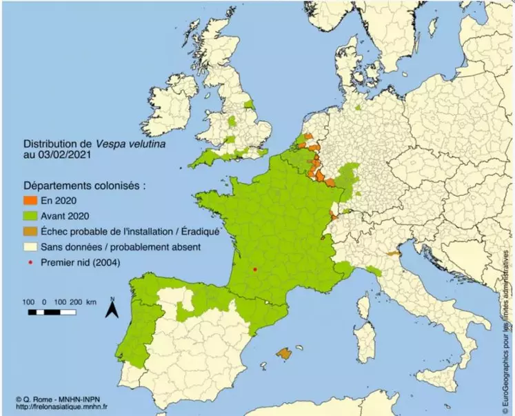 Après un premier signalement en 2004 dans le Lot-et-Garonne, le frelon asiatique a colonisé quasiment toute la France et une partie de l'Europe.