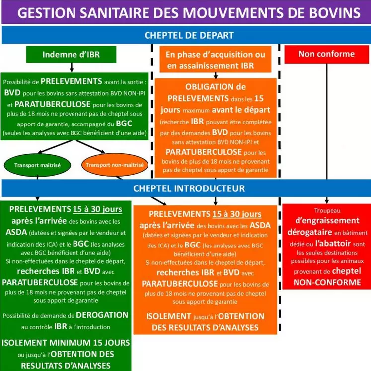 La nouvelle réglementation IBR modifie la gestion sanitaire des mouvements de bovins. Elle permet des allégements mais demande de continuer à être vigilant pour limiter toute contamination qui peut s'avérer néfaste voire catastrophique.