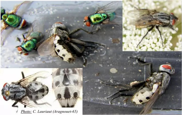 La différenciation entre Wohlfahrtia magnifica et Lucilia sericata, mouche à myiase habituelle de notre zone peut se faire au niveau de la morphologie : Lucilia : Couleur : bleu métallique/Taille : 6 à 11 mm. Wohlfahrtia : Couleur : gris-noir, avec un abdomen avec points noirs sur abdomen blanc + Yeux rouge brique. Taille : 8 à 14 mm.