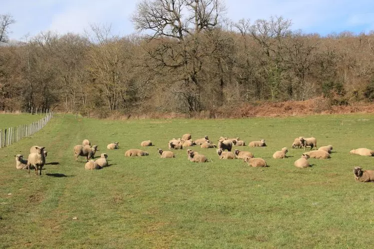 Faire pâturer de l'herbe qui serait perdue.