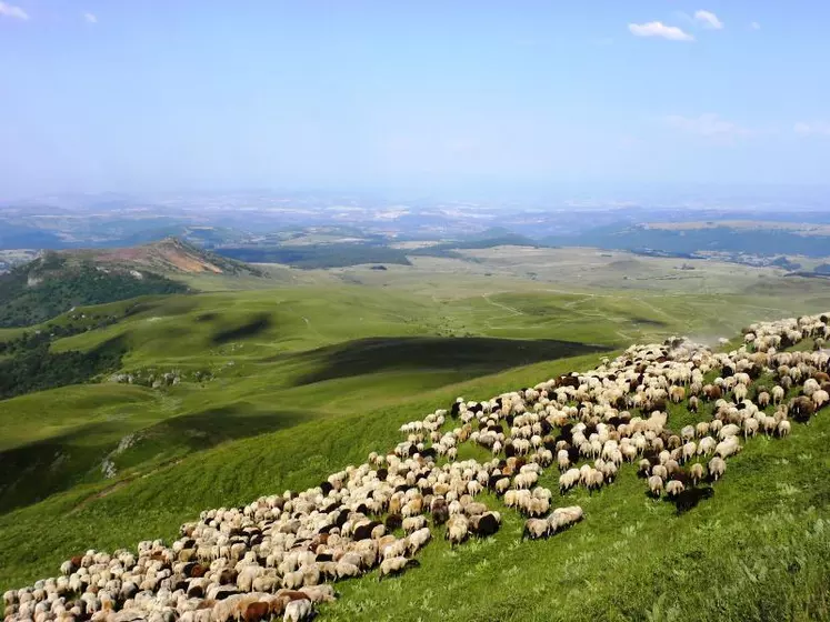 L’agriculture biologique se développe dans le Massif central. Le territoire compte la moitié du troupeau ovin viande bio, et l’essentiel du troupeau ovin lait bio.