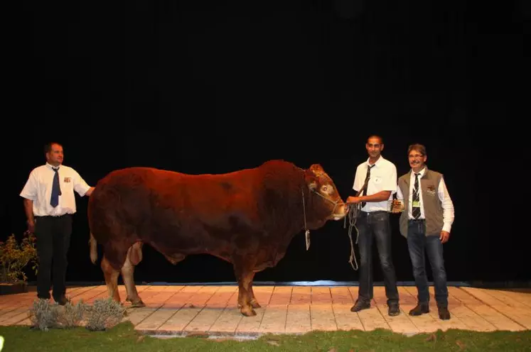 Icone né à l’EARL Rambaud (17), Cru Gevial 2014, 1er prix mâle qualifié en station Limousine. Propriétaire Gaec Camus Père et Fils (87).