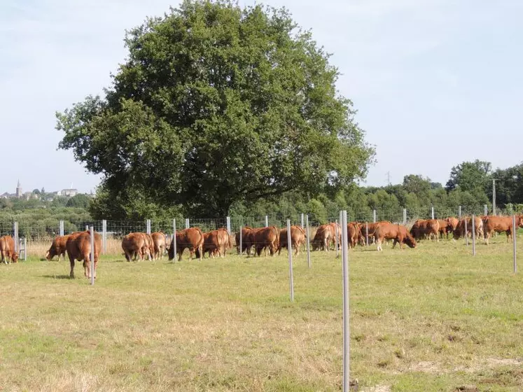 Les animaux ont accès au pré directement depuis leur bâtiment.