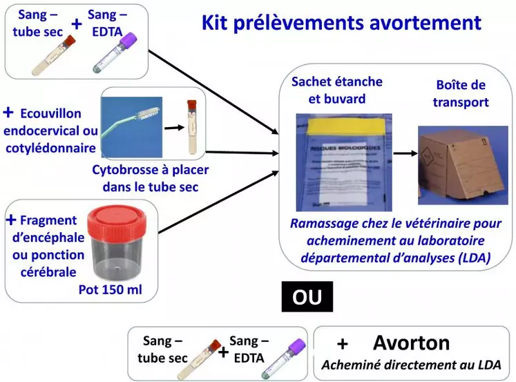 Le taux d’élucidation est conditionné par la précocité d’intervention (prélèvement dans les 48 heures, maximum, suivant l’avortement pour le diagnostic direct) et la qualité des prélèvements d’où la mise à disposition des vétérinaires d’un kit prélèvements avortement à utiliser lorsque l’avorton ne peut pas être acheminé au LDA.