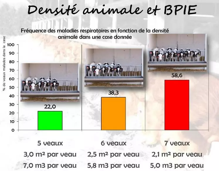 La densité animale est un facteur de risque pour les bronchopneumonies infectieuses enzootiques (BPIE). Comme le montre cette expérimentation, lorsque l’on se situe à la limite des recommandations, l’augmentation de la densité, même faible, provoque un fort impact sur la fréquence des maladies respiratoires, d’où l’importance de connaître les normes et de les respecter.