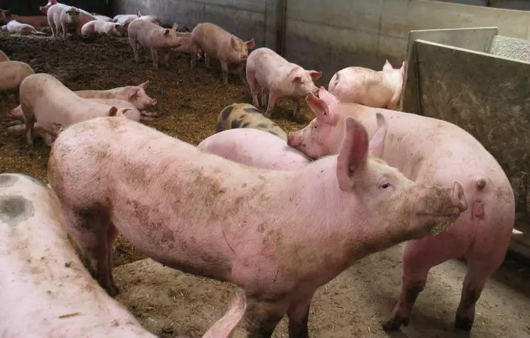 Pour bénéficier de la mention « montagne », les porcs devront avoir consommé une alimentation produite au moins à 25 % en montagne.